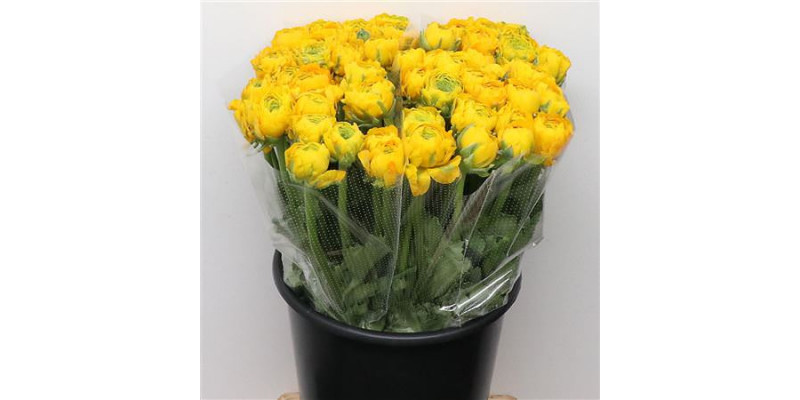 Ranunculus Ponpon Stella Yellow Extra 45cm A1