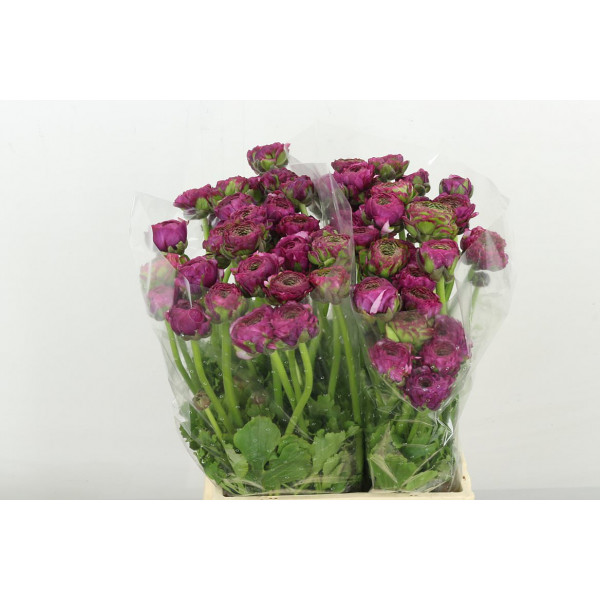 Ranunculus Pon Pon Malva 46cm A1 Col-Bicolor