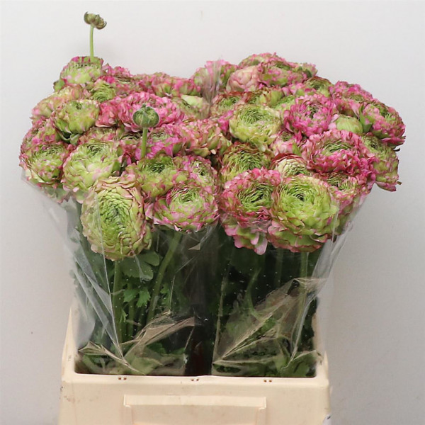 Ranunculus Ponpon Malva Lila Extra 45cm A1