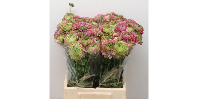 Ranunculus Ponpon Malva Lila Extra 45cm A1