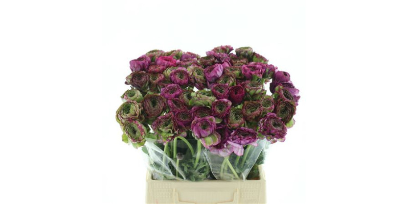 Ranunculus Pon Pon Malva Lila 45 cm A1