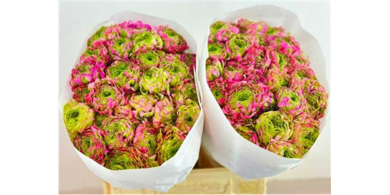Ranunculus Pon Pon Malva 45 cm A1
