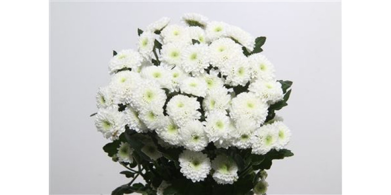 Chrysanthemums T Coconut 70cm A1 Col-White
