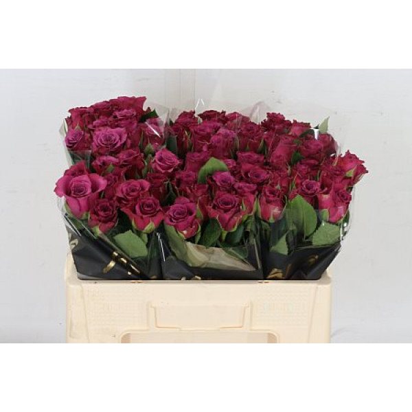 Rose Gr Ascot 50cm A1