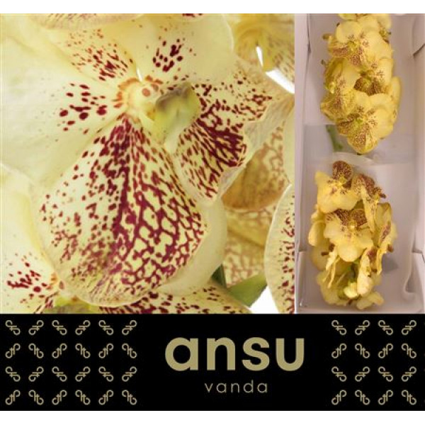 Orchid Vanda Sunanda Yellow Henna A1 Col-Cream