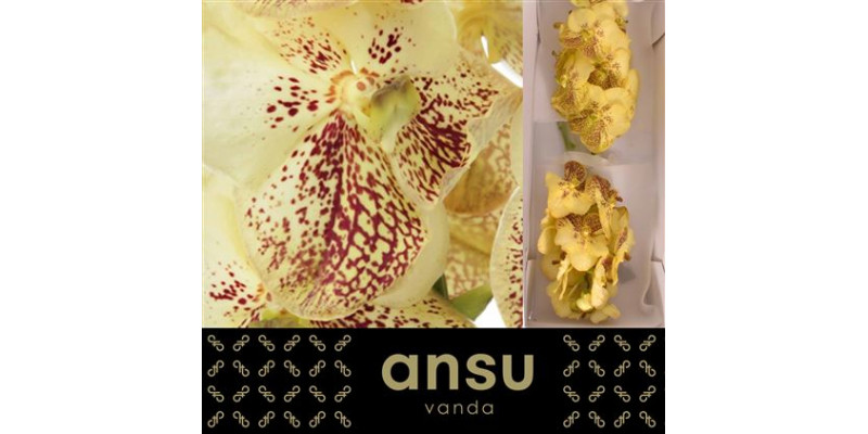 Orchid Vanda Sunanda Yellow Henna A1 Col-Cream