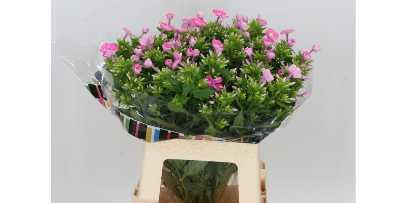 Phlox P Senora 60cm A1 Col-Pink