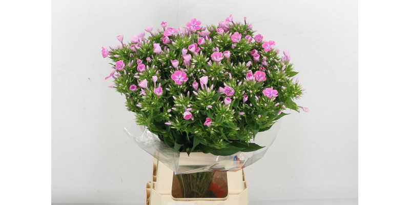 Phlox P Senora 70 A1Pink