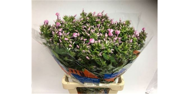 Phlox P Senora 70cm A1