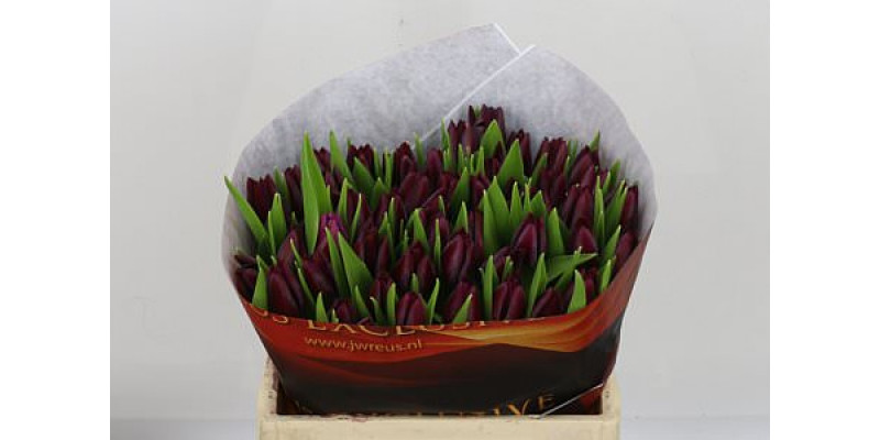 Tulips En Ronaldo Unique 36cm A1