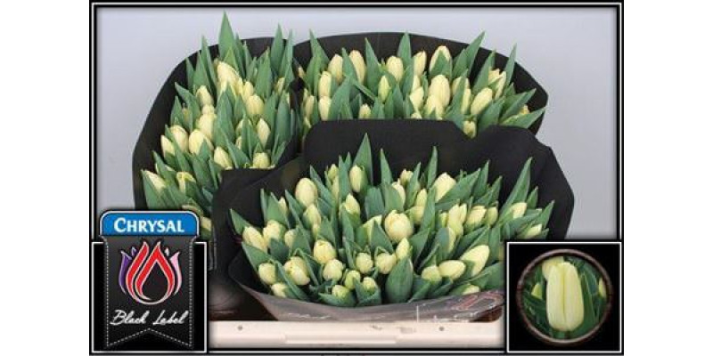 Tulips En Creme Fraiche 36cm A1 Col-Cream