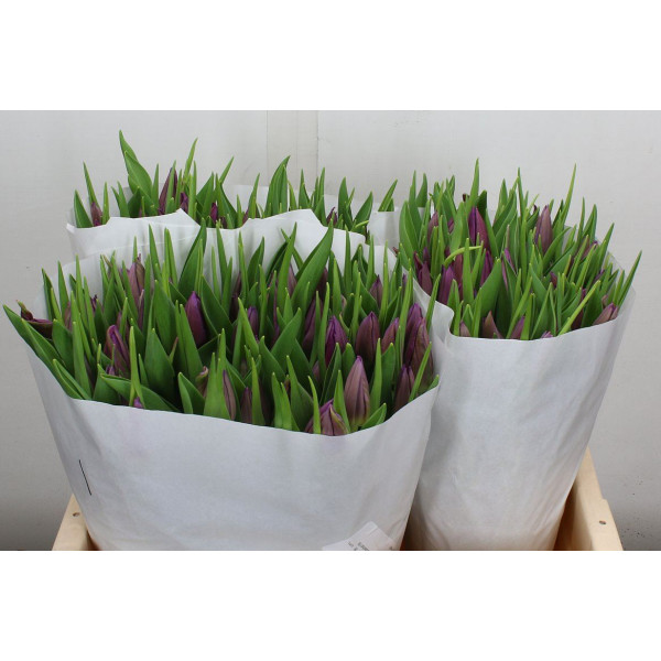 Tulips En Purple Valley 40cm  Col-Purple