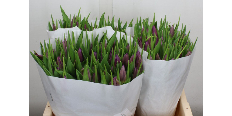 Tulips En Purple Valley 40cm  Col-Purple