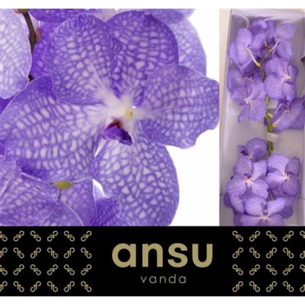 Orchid Vanda Angelite A1 Col-Blue