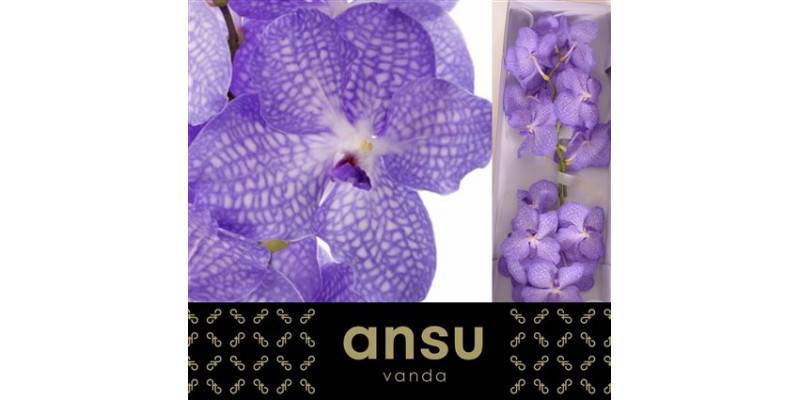 Orchid Vanda Angelite A1 Col-Blue