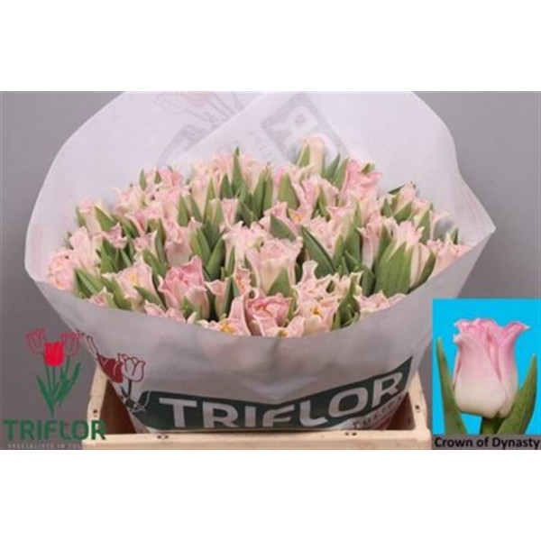 Tulips Co Crown Dynasty 36cm A1 Col-Pink