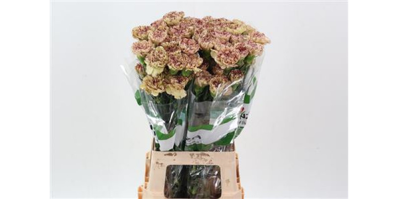 Dianthus St Lady Kiss 70cm A1