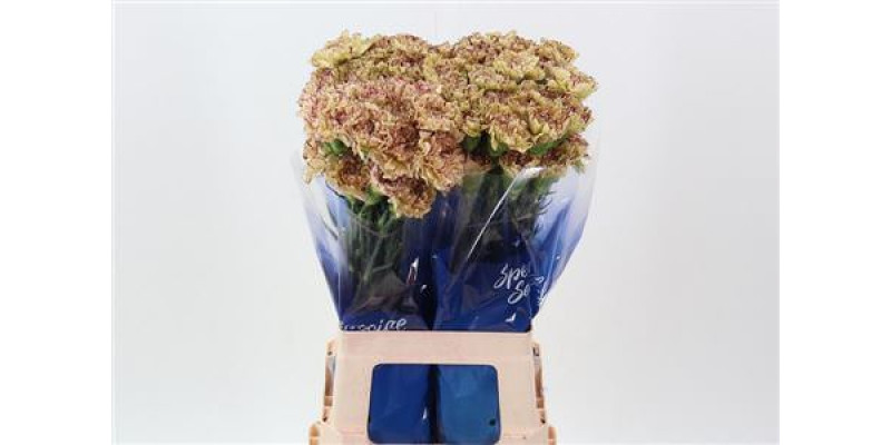 Dianthus St Lady Kiss Marone Hi 70cm A1