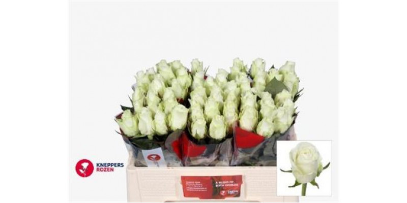 Rose Gr Countdown! 50cm  Col-White