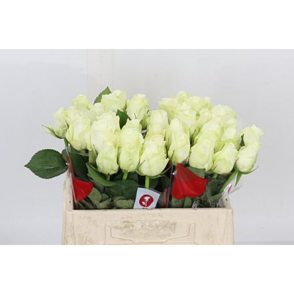 Rose Gr Countdown! 40cm  Col-White