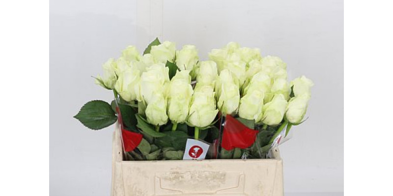 Rose Gr Countdown! 40cm  Col-White