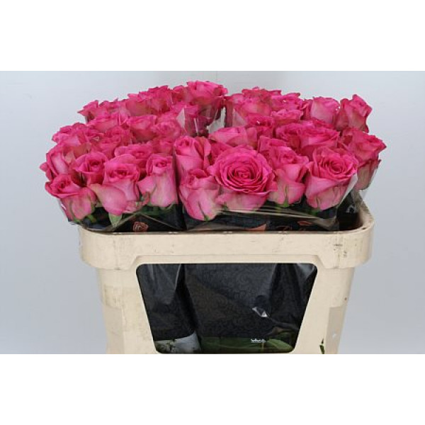 Rose Gr Pop Star 70cm A1