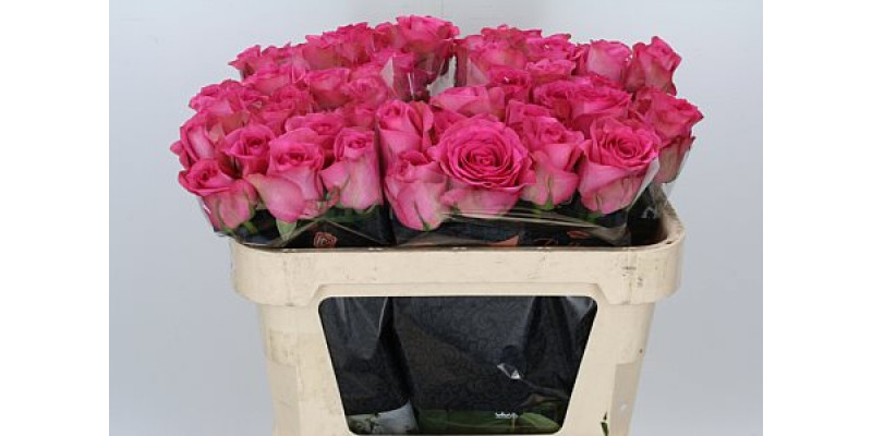 Rose Gr Pop Star 70cm A1