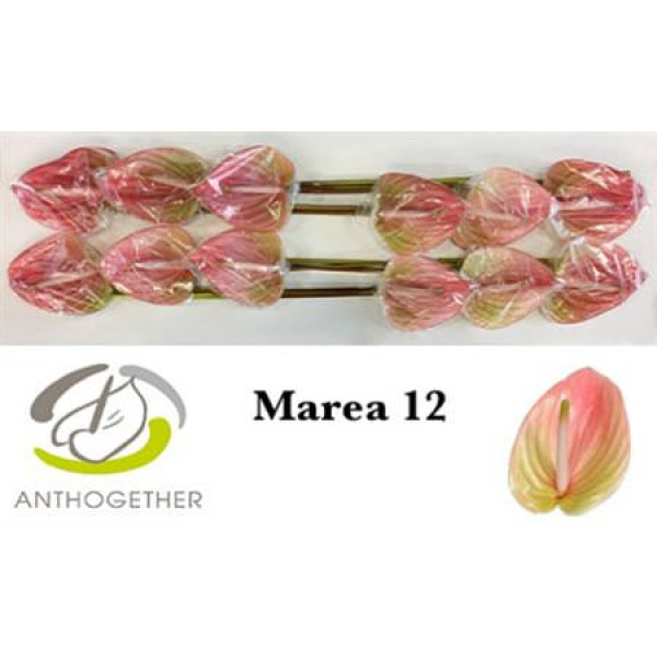 Anthurium A Marea 12 A1