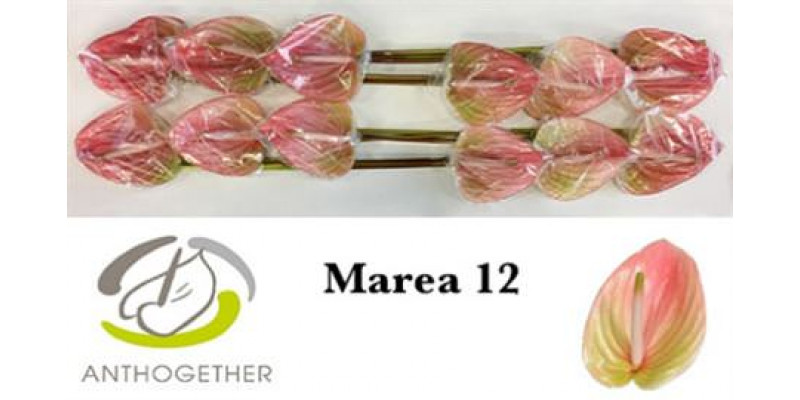 Anthurium A Marea 12 A1