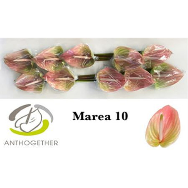 Anthurium A Marea 10  A1