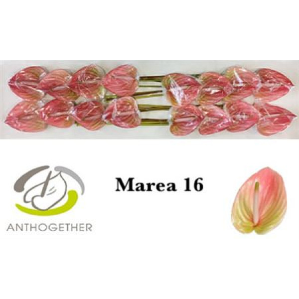 Anthurium A Marea 16  A1