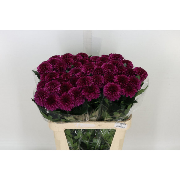 Chrysanthemums G Barca Splendid 70cm A1 Col-Red Purple