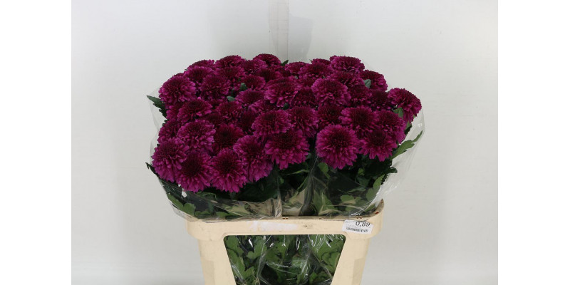 Chrysanthemums G Barca Splendid 70cm A1 Col-Red Purple