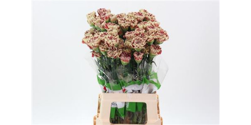 Dianthus St Wine Cover 70cm A1