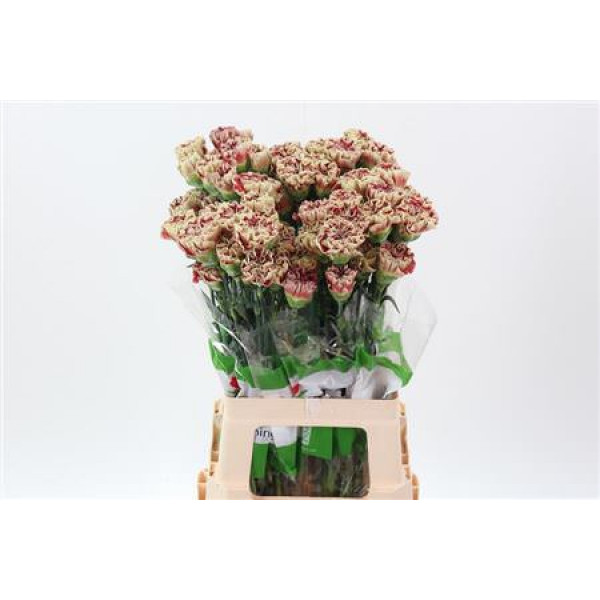 Dianthus St Wine Cover 70cm A1