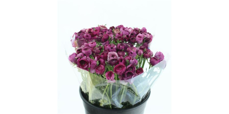 Ranunculus El Violet Super 45 cm A1