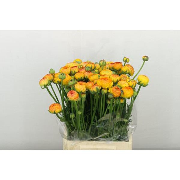 Ranunculus Aazur Orange Str Anemones/ Ranuncles A1