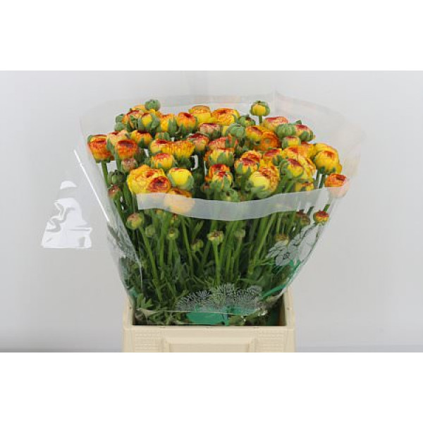 Ranunculus Aazur Orange Str Anemones/ Ranuncles A1