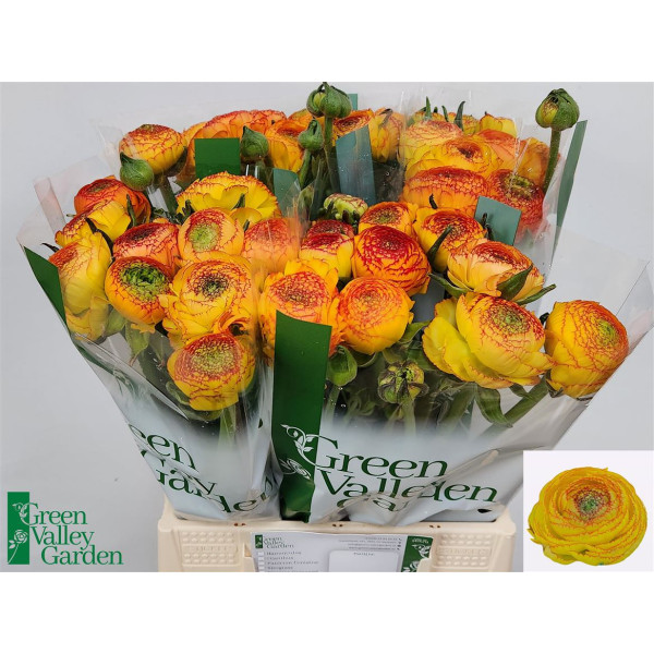 Ranunculus aazur orange str 45 cm A1