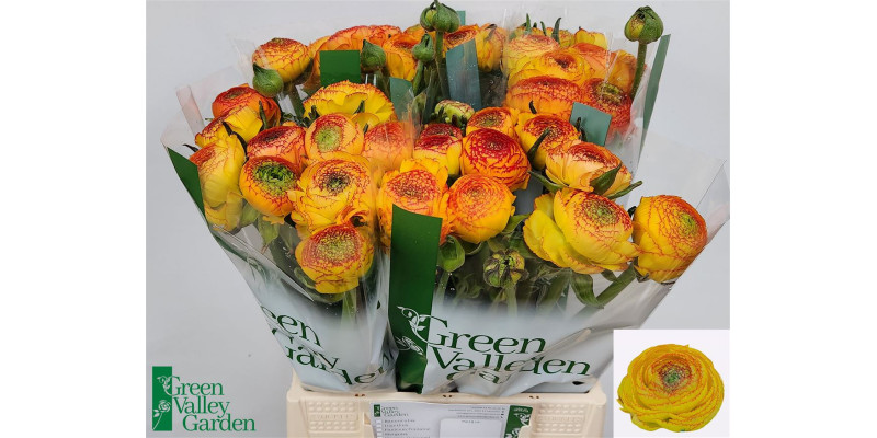 Ranunculus aazur orange str 45 cm A1