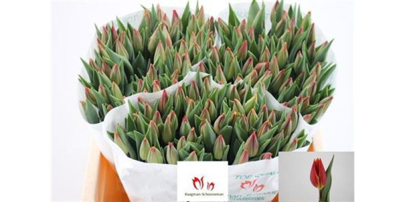 Tulips En Strong Energy 40cm A1