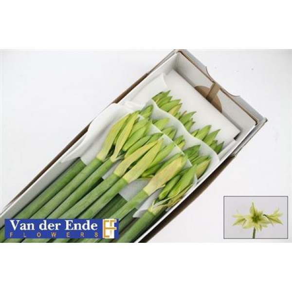 Amaryllis Dianthus Green Valley 70cm A1