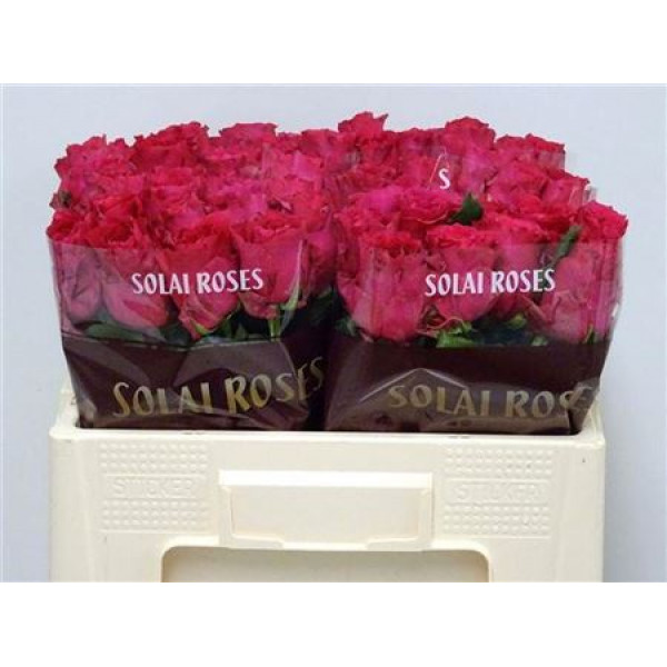 Rose Gr Pink Rhodos 70cm A1