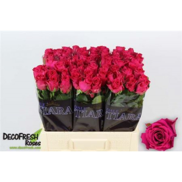 Rose Gr Pink Rhodos 60cm A1 Col-Cerise