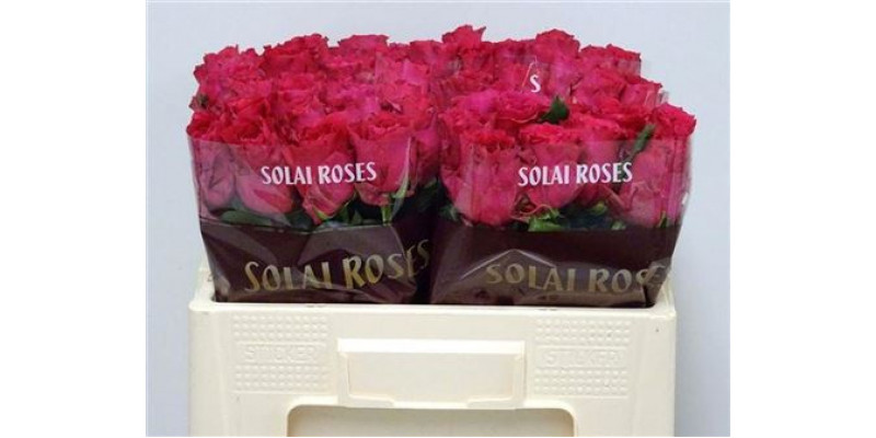 Rose Gr Pink Rhodos 50cm A1 Col-Cerise