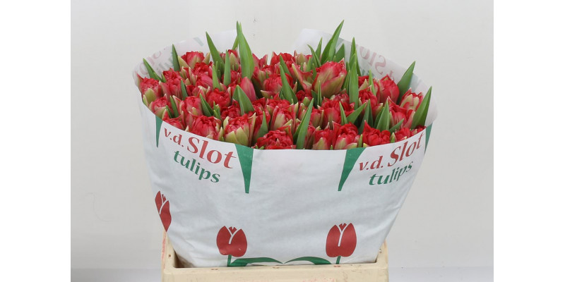 Tulips Du Double Twist 40cm A1 Col-Red