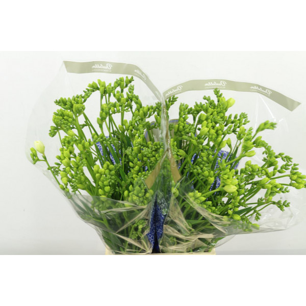 Freesias Du Essence 54 A1White