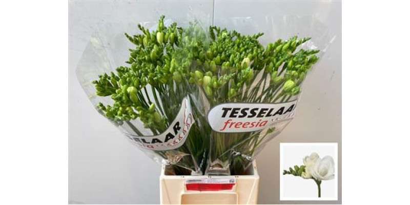 Freesias Du Essence 52cm A2