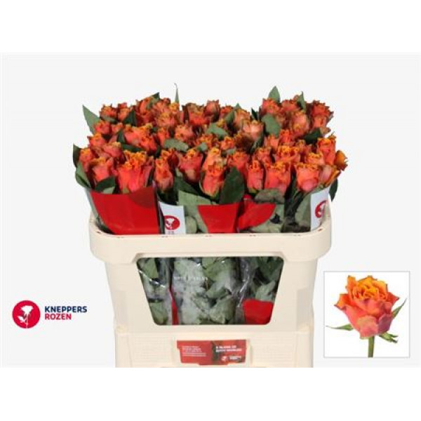 Rose Gr Arancio 70cm A1