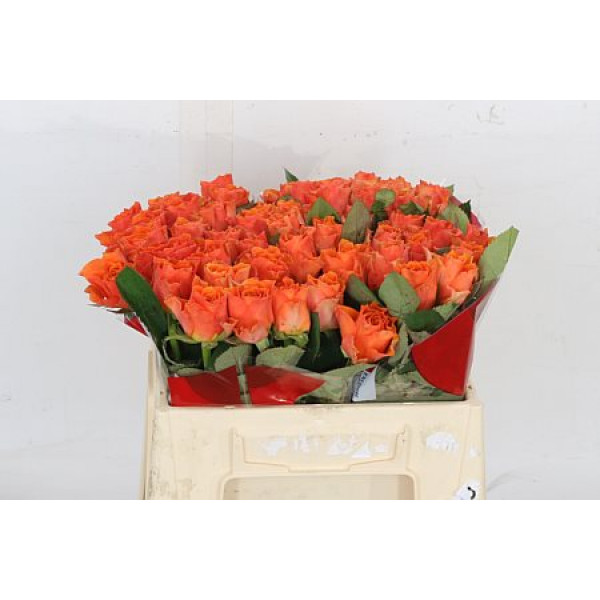 Rose Gr Arancio 50cm A1